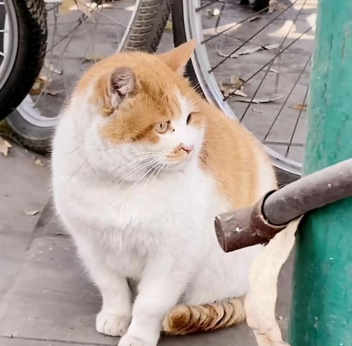 明明是流浪猫,但各个体重20斤,生活在世外桃源