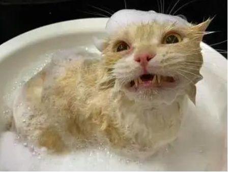 猫咪多久洗一次澡 原来这么多年都错了