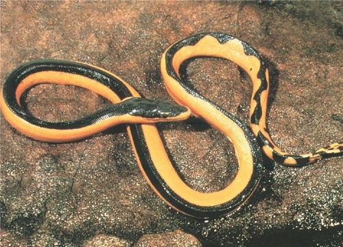 你没见过的的海蛇图片,探索不可思议的海蛇世界 2