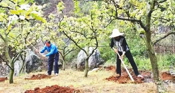 秋施基肥 再晚 也比来年好