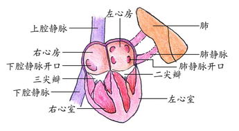 图说房颤导管射频消融术 