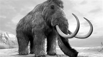 5600年前最后一批猛犸象或死於缺少饮用水