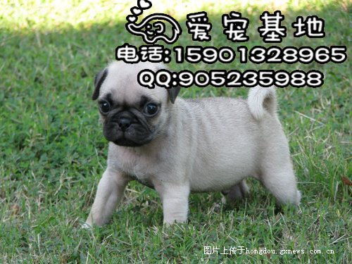 北京巴哥犬多少钱一只 纯种八哥犬图片 