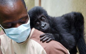 图片故事 非洲濒危山地大猩猩的拯救之路 
