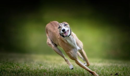 灵缇犬跟猎豹一样快,但却被抓去当赛犬,导致这种狗狗寿命都很短