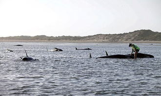 新西兰海滩198头鲸鱼搁浅 已有50头死亡 