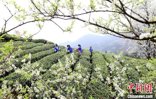 广西侗乡民众梨花树下采春茶 