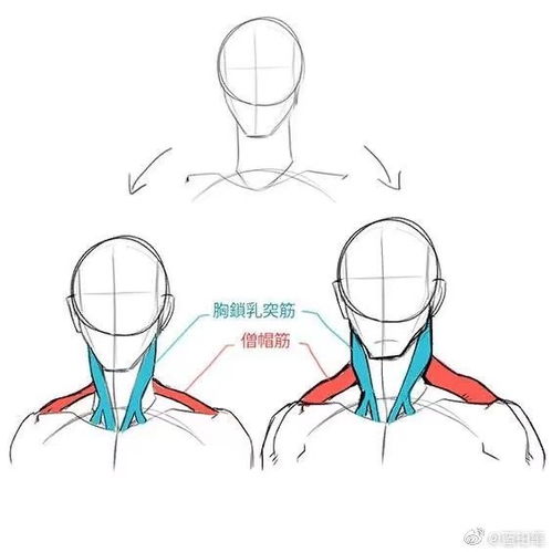 男性脖子 颈部结构关系 男生发型素材