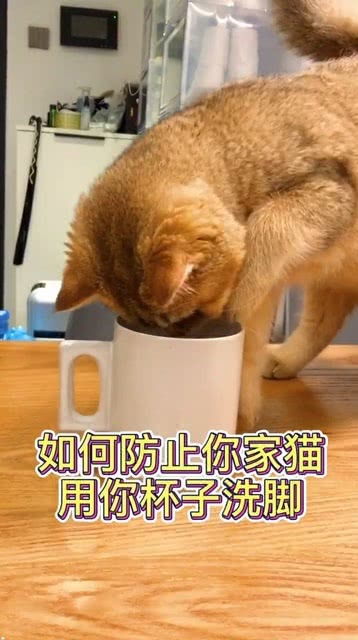 教你如何防止家猫用水杯洗脚 