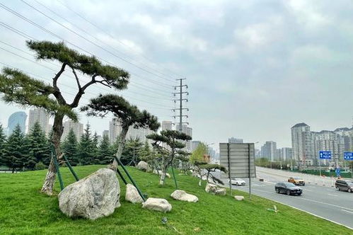 西安高新区绿化景观提升工程 因地制宜描绘 城市底色 