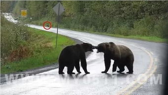 加拿大高速公路上,两只熊在路中间打成一团,一只狼在远处观战 