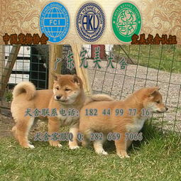 东莞市哪里有专业繁殖狗场 大朗哪里有卖日本小柴犬