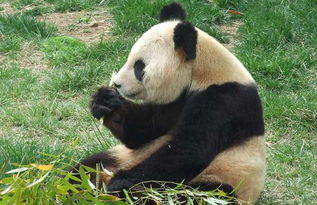 849d1035cd32b43e? - 关于大熊猫的资料大全,大熊猫：竹林中的神秘宝藏，地球上的珍稀瑰宝