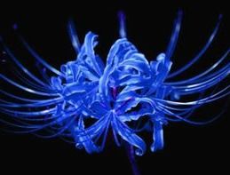 克莱茵蓝彼岸花种子：神秘的幽冥之花，绽放死亡之美