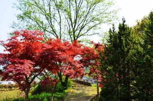 最红的红枫树,红枫最红的品种