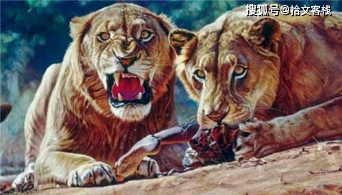 狮子如果吃人有多恐怖 两头非洲狮子,一年吃掉了135名印度工人