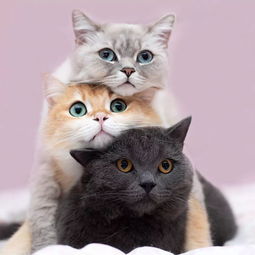 三兄妹一起表演叠猫猫,一大早就被完全治愈了