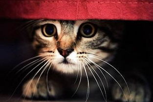 外来猫进家有什么预兆 会是好兆头吗