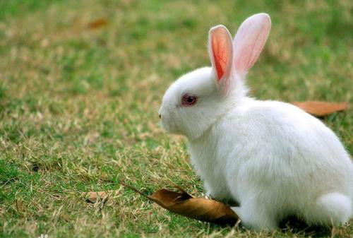 肉兔现在多少钱一斤 肉兔种兔多少钱一只