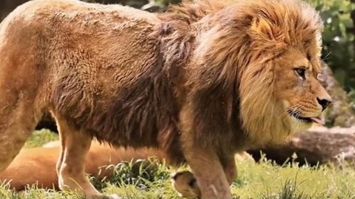 曾经称霸斗兽场世上最大的狮子,巴巴里狮,在1992年灭绝 