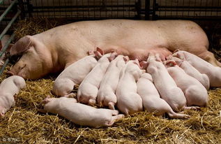 秋季温差大,哺乳母猪日粮调配要更科学 