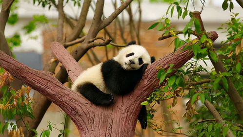 少有人知的是, 国宝 大熊猫,并非只有黑白色