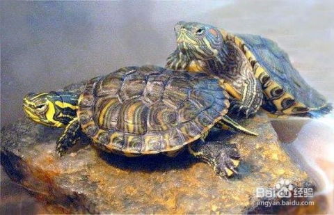 区分黄腹滑龟 黄耳龟 的纯种问题