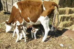 一牧户家8头母牛一年产了18个牛犊