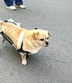 狗狗双后腿瘫痪,主人做瘫痪专车,让狗狗自由行走 