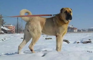 土耳其坎高犬,土耳其坎高犬图片