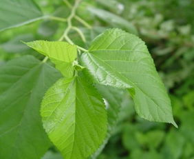 桑树桑叶——绿色宝藏，养生之源