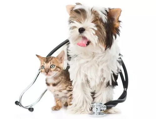 猫专科医院与传统宠物医院的不同,听猫科专家说就知道了 