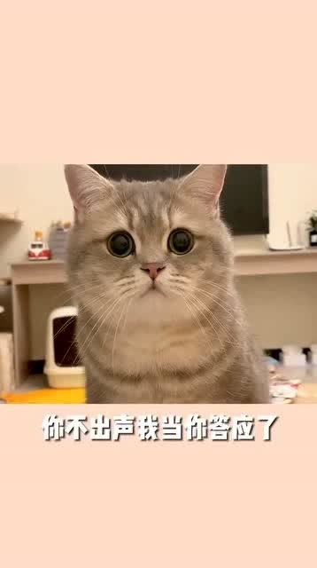 真是一只可爱的小猫咪,无辜的眼神,炯炯有神 