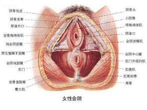 专家图解 健康女性的私处类型