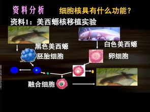 必修1课件 第三章 3.3细胞核 生命系统的控制中心 