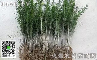 生根剂的作用和使用方法,生根剂的