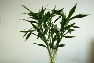 客厅植物摆放风水 客厅装饰花卉选择与摆放宜忌