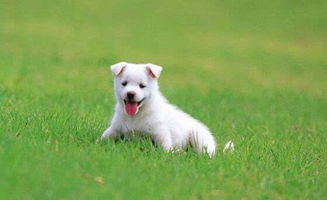 搜狐公众平台 济南养犬积分制 电子定位犬牌可用APP管理狗狗 