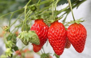 草莓挂果后几天成熟,草莓是什么季节熟的