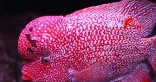 罗汉鱼眼睛有一层白膜是为什么 