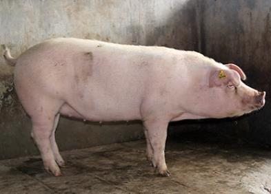 为什么后备猪不能同育肥猪养在一起