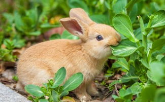 怎么预防小兔子得球虫病 