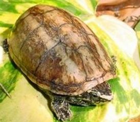 蛋龟混养最佳方法？