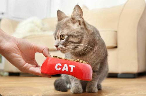 养猫小知识 在以下几种情况,猫咪就需要吃益生菌