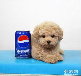 重庆出售泰迪价格 重庆哪里出售纯种泰迪狗 重庆卖泰迪犬
