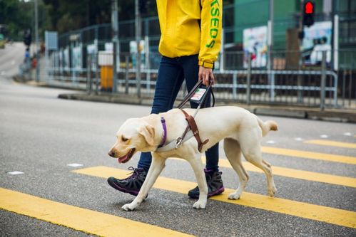 导盲犬入住酒店被拒 培养一只导盲犬有多难 训练成本就要15万
