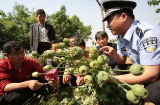 长清人注意 这种植物不要种 不仅拘留,还要罚款