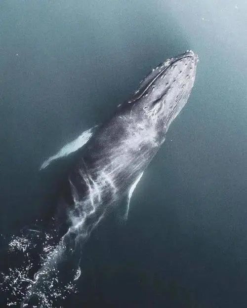 鲸落 大自然最隆重的葬礼