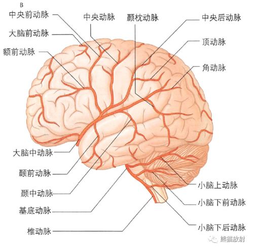 静脉和动脉的血液那个含氧量高