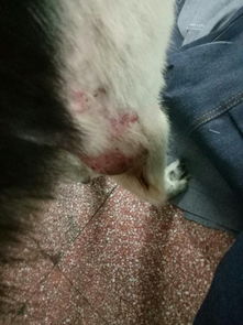 我家狗身上都被它挠出血了,请问这个要怎么治疗 用什么药膏有效 